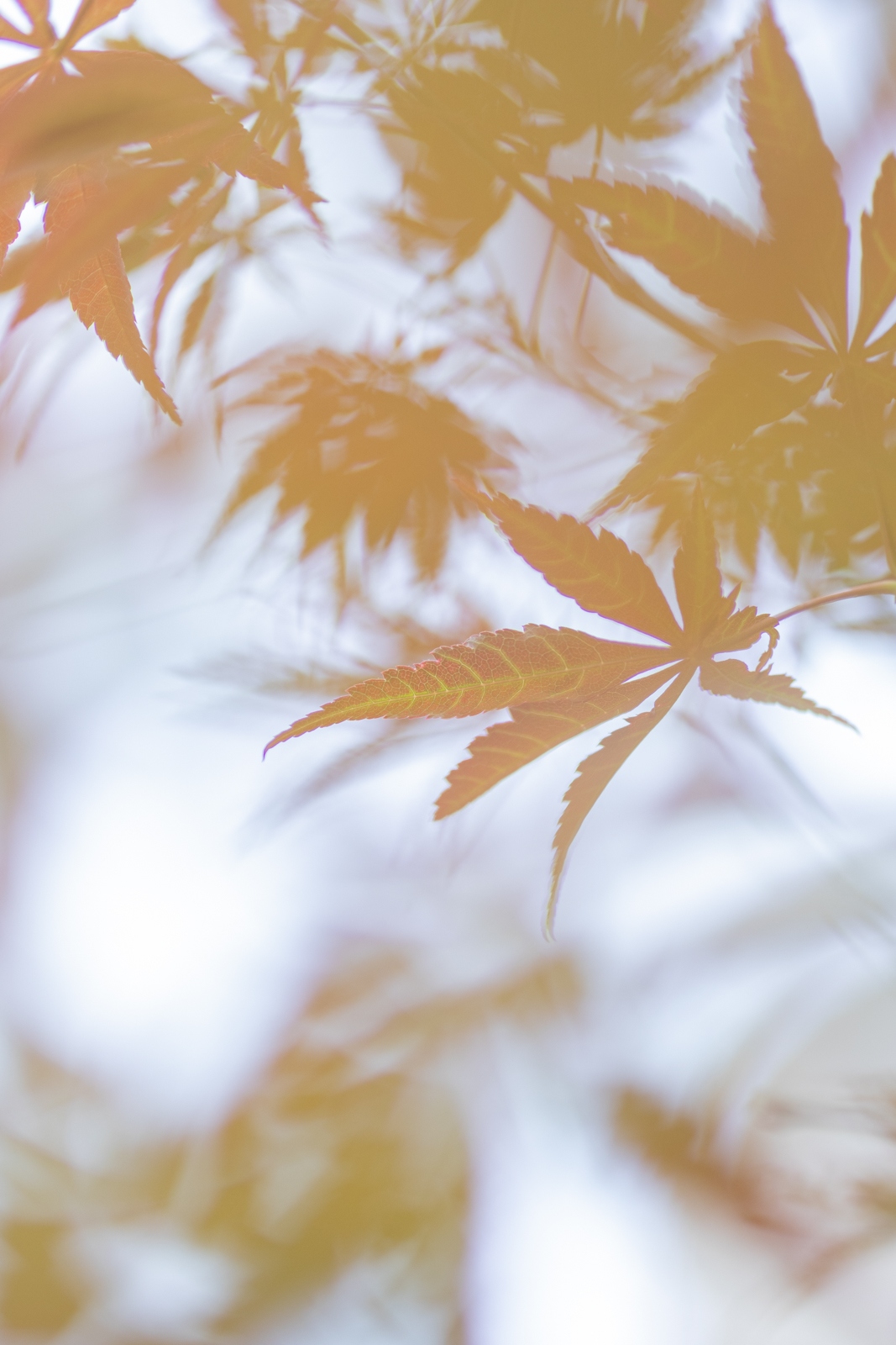 佳能eosr10实拍效果,佳能eosr10怎么样