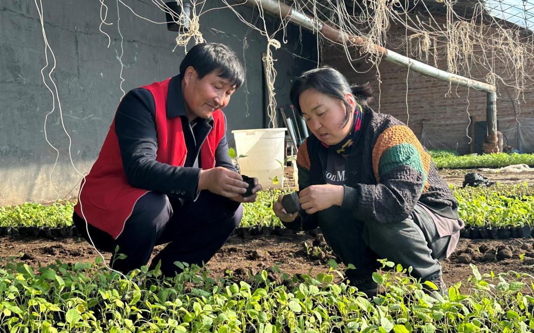 农技专家田间把脉问诊,把脉问诊农技专家支招农田夏管