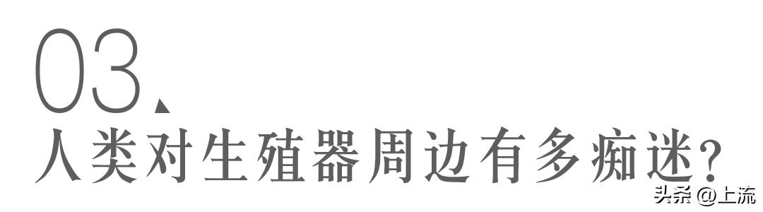 澳洲公袋鼠,澳洲的公袋鼠