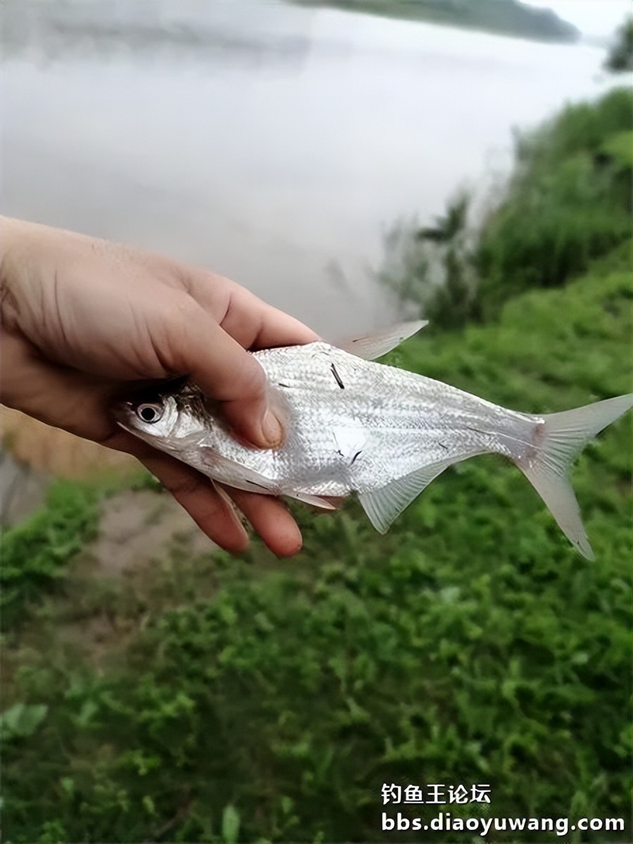 崇明北横引河水深,北横引河能钓鱼吗
