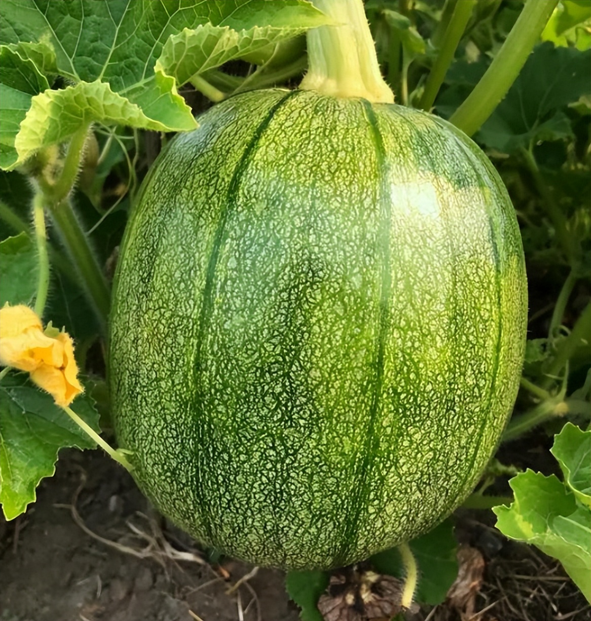 中国美女农场,中国女农场主