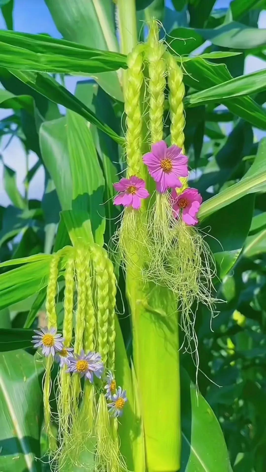 田园风光,田园风光的古诗