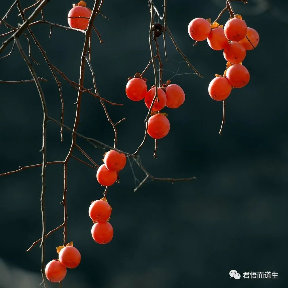 勇敢的心,勇敢的心风笛原版