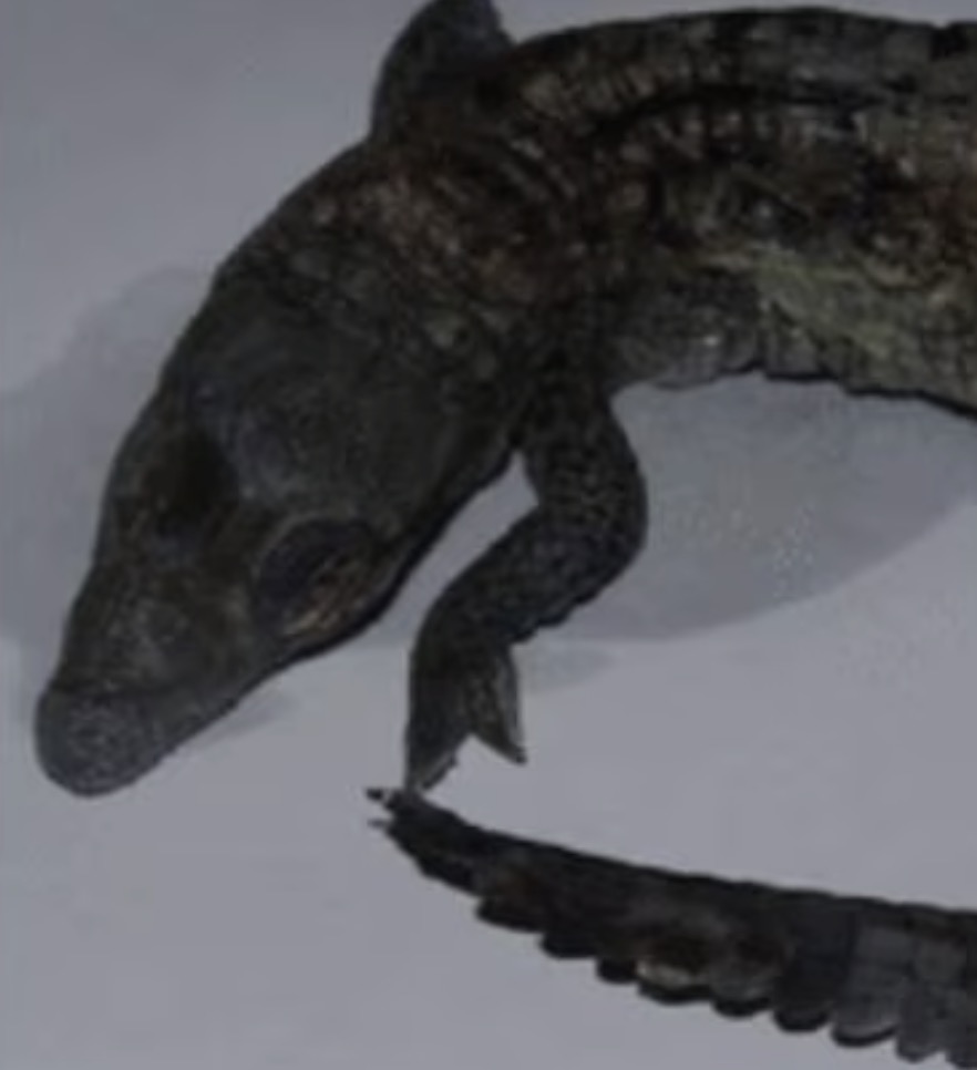 雌性鳄鱼单独繁殖,世界首例雌鳄鱼