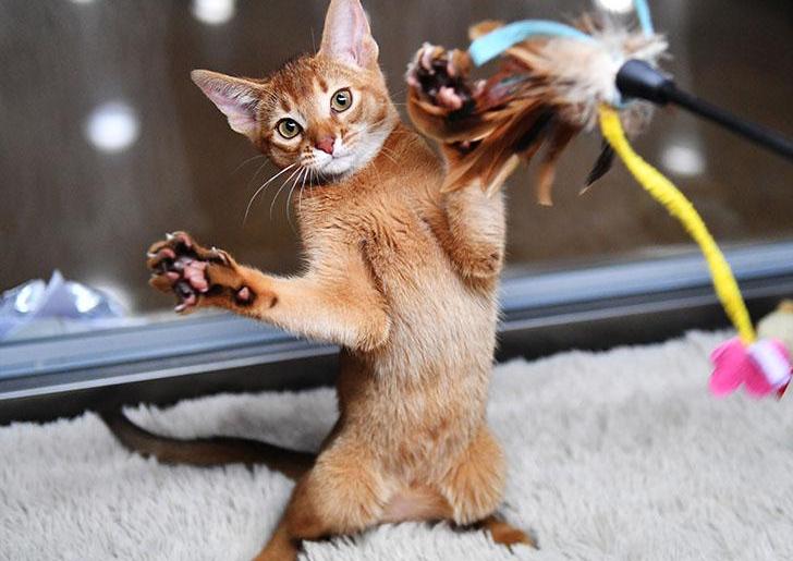 猫咪拉稀便便很臭但是精神好,猫咪大便臭是什么原因