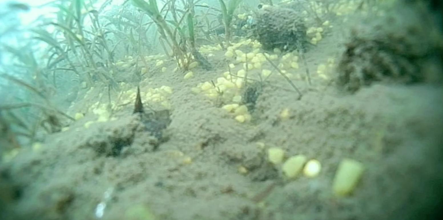 鲫鱼为什么要钓钝点,冬季为啥鲫鱼越钓越小