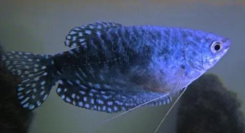 各种漂亮鱼的名称及图片,漂亮可爱的海水观赏鱼