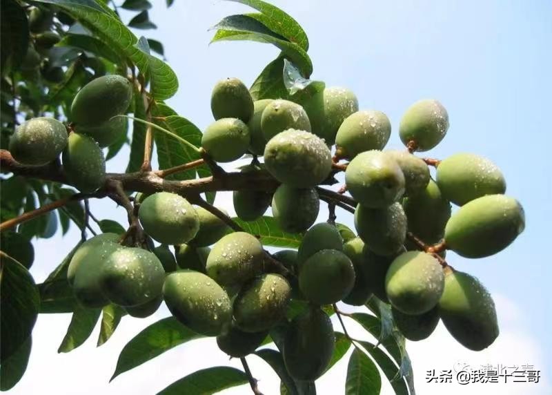 钦州清蒸生蚝,钦州蒸大蚝