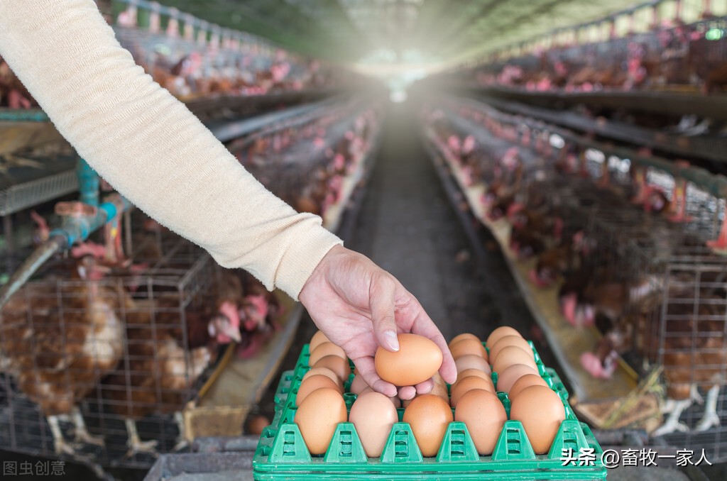 蛋鸡脑脊髓炎怎么办？减蛋、软壳蛋、无壳蛋，这样预防见效快