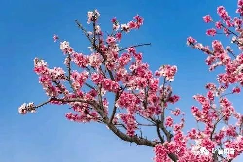 赞美梨花的诗句古诗大全,关于梨花的古诗词大全