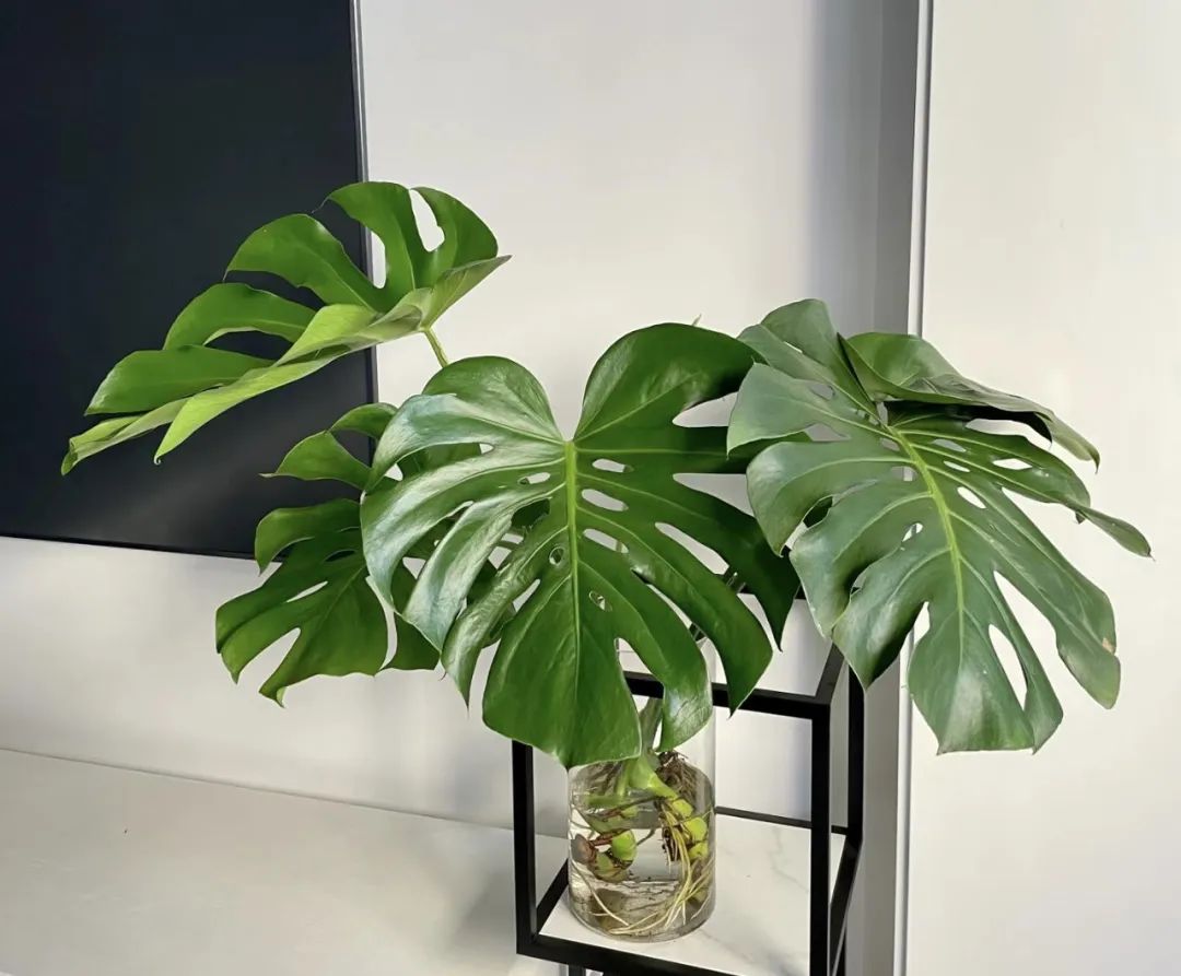 绿植不怕冻客厅,10种不怕太阳晒的盆栽绿植