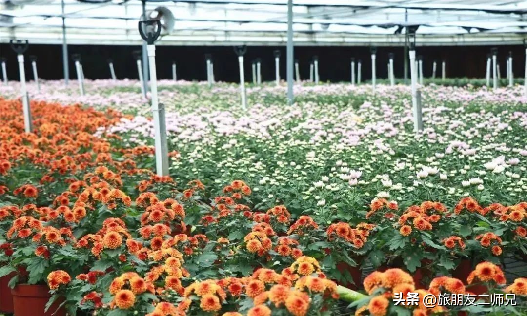 佛山江门广州旅游攻略,佛山去江门旅游攻略