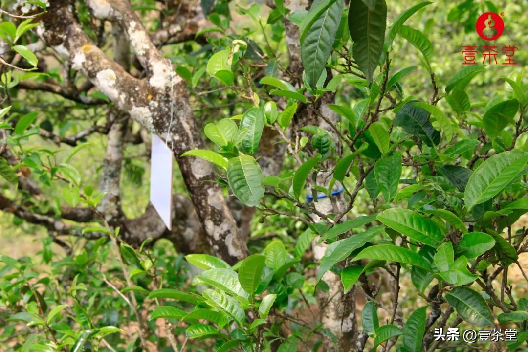 云南茶叶种类名优茶,云南四大茶区特点及茶类