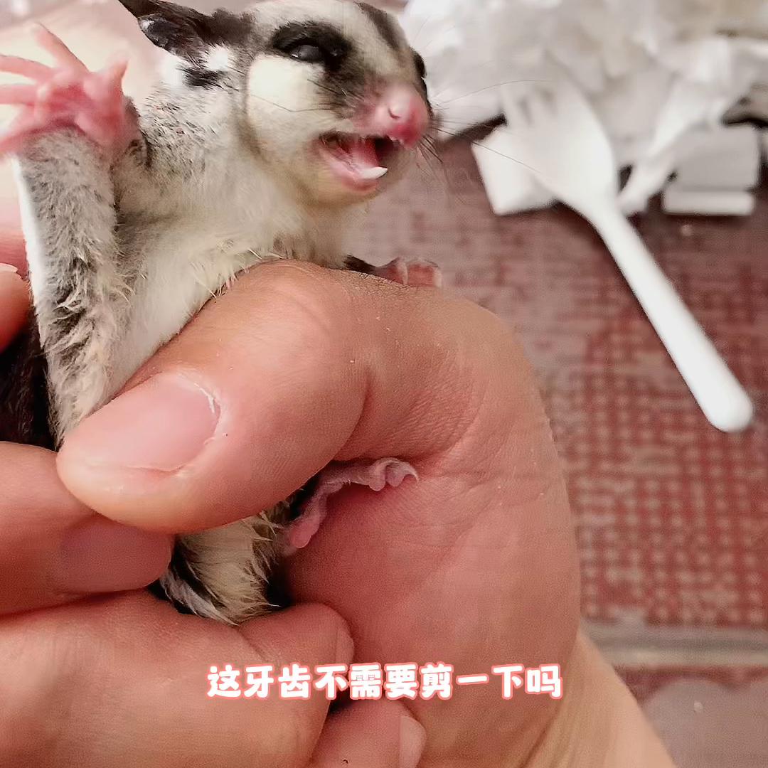 蜜袋鼯刚接到家该怎么上手？太可怕了，我被蜜袋鼯咬惨了，...