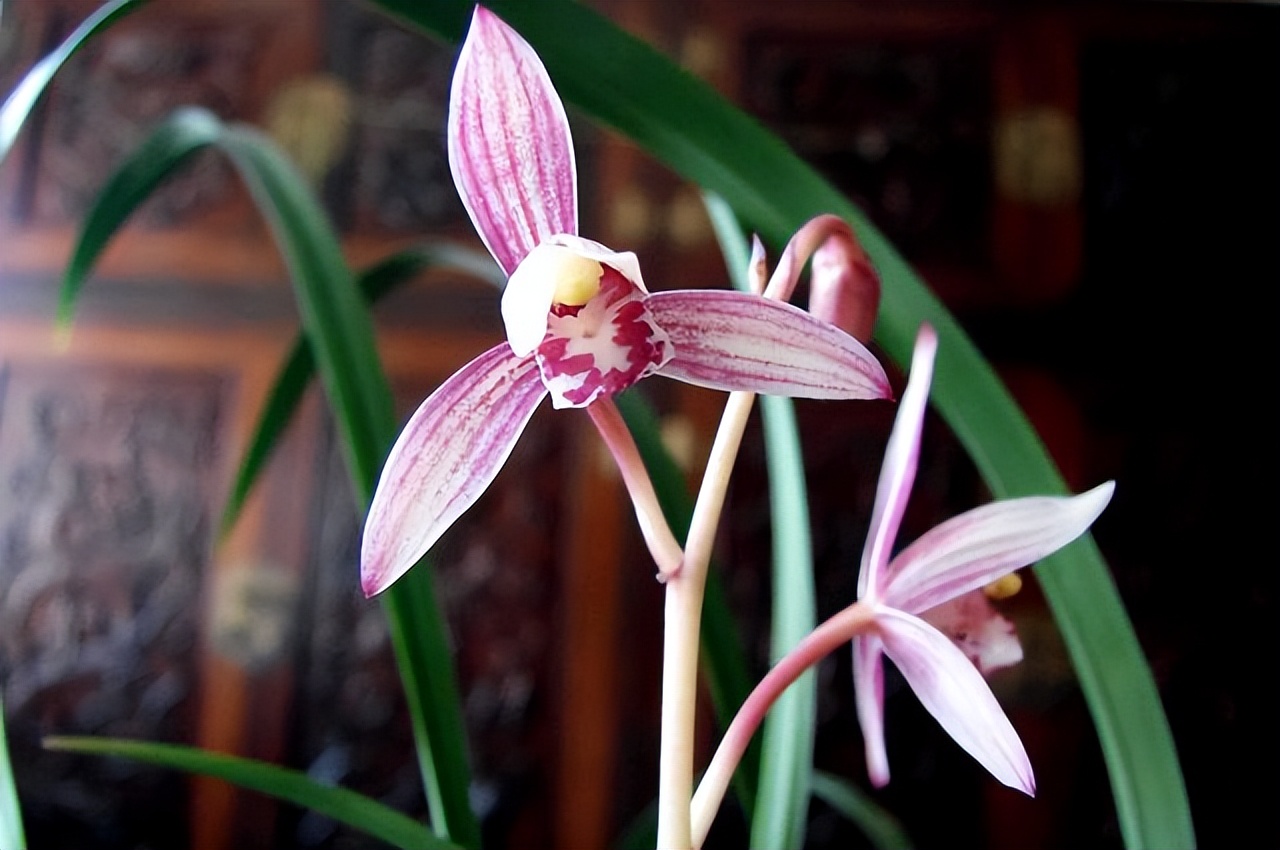 养什么品种的兰花又香又好养,兰花都有哪些常见常养的品种