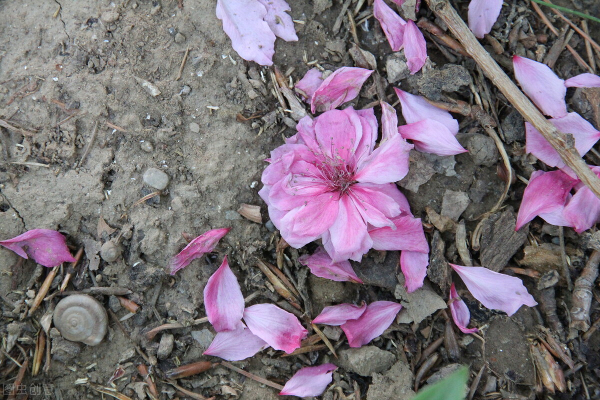 丁香花开的时候小说,小说丁香
