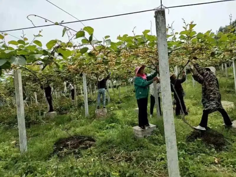 五峰：【乡村振兴】“猕”生情缘，家门口的致富经！