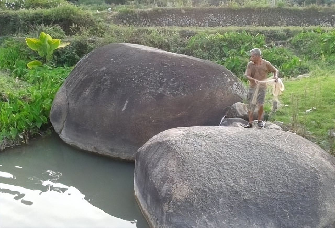 两块一斤没人要！老人路边卖非洲鲫鱼，路人：猫都不吃