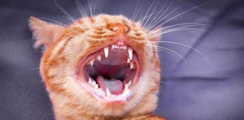 猫咪有哪些表现说明它过得很幸福,猫咪有哪些表现证明你养得好呢