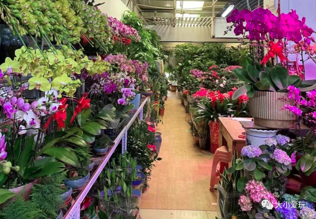 北京最美的花鸟市场,北京值得逛的花鸟市场