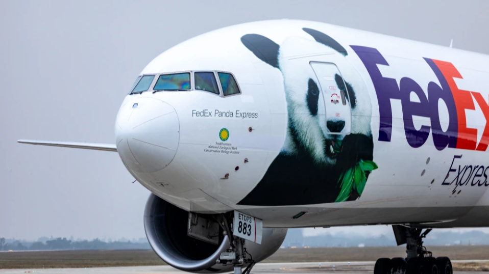 熊猫出国需要注意什么细节,盘点熊猫出国后的待遇