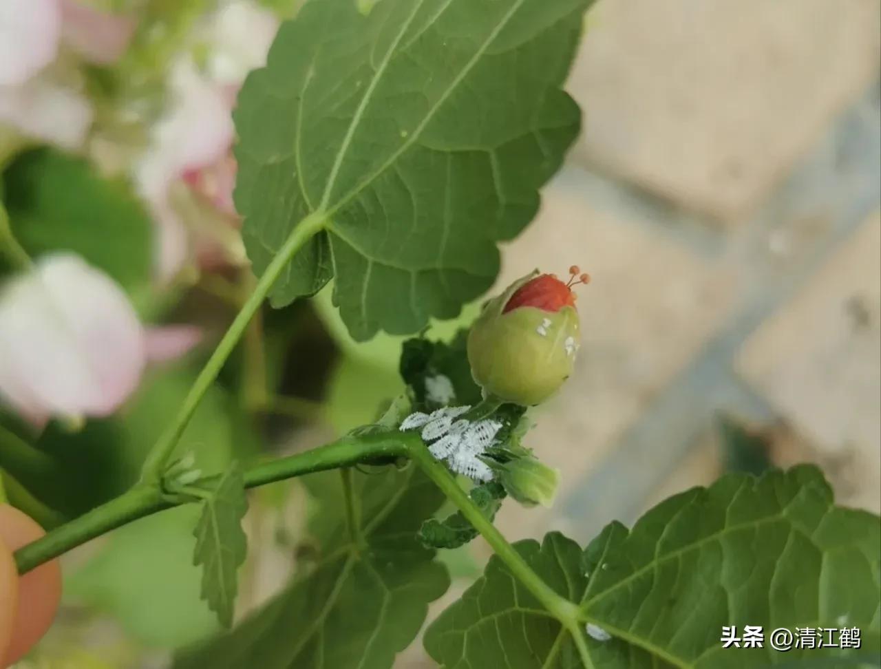 蚧壳虫专用杀虫剂使用方法,蚧壳虫专用花卉杀虫剂