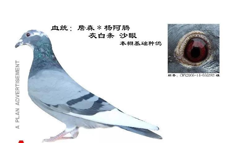 杨阿腾赛鸽来历,杨阿腾赛鸽出售