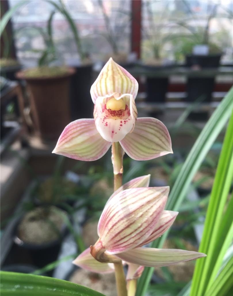 杭州兰展上，一盆蕙兰惊艳众人，兰花主人说什么也不卖