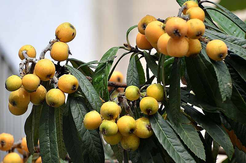 载酒西园醉枇杷一树金,东园载酒西园醉的下一句