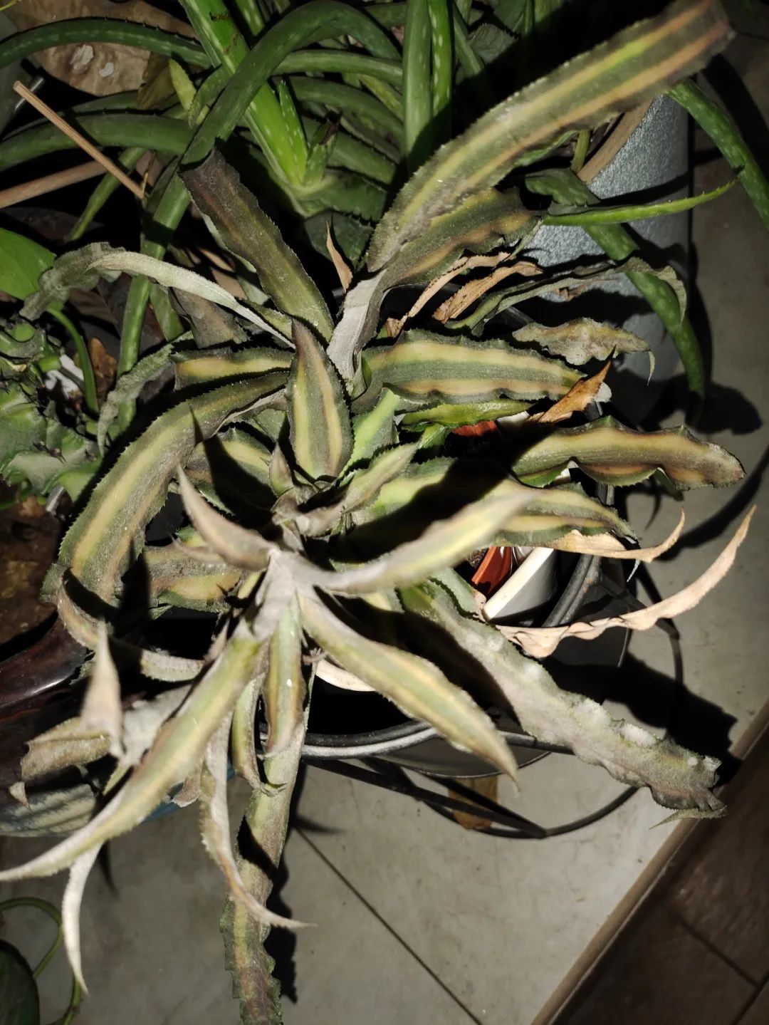 养花好物神器,花友必备神器