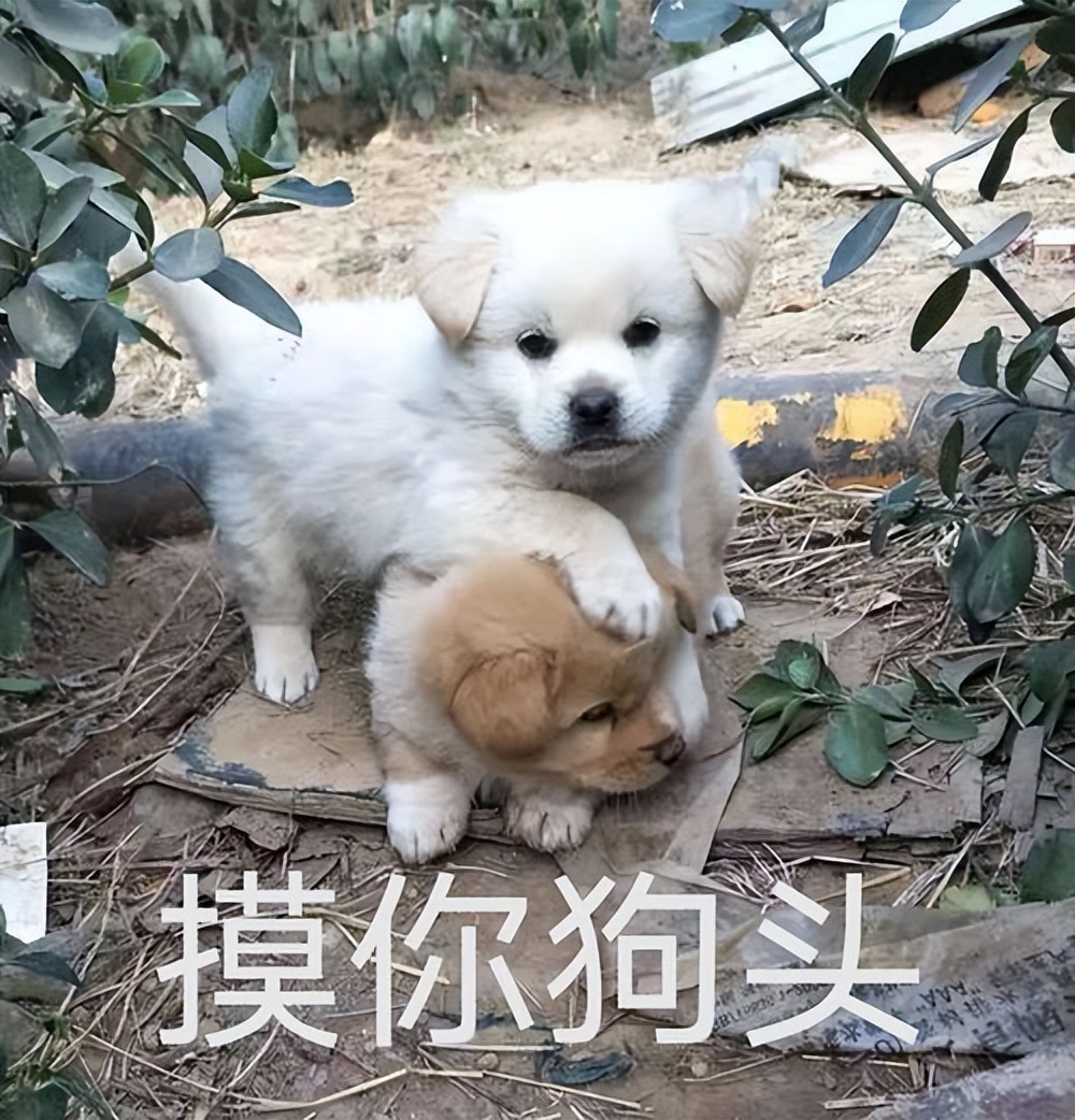 狗狗的4种交配方式，网友：没见过