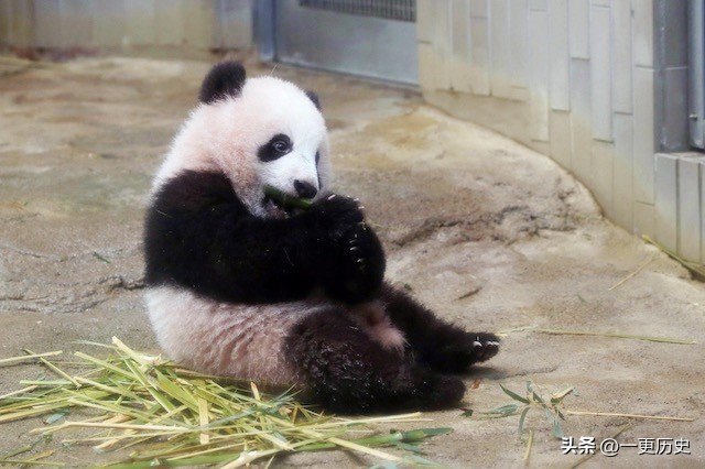 旅居美国的熊猫丫丫,旅美熊猫艰辛的回国之路