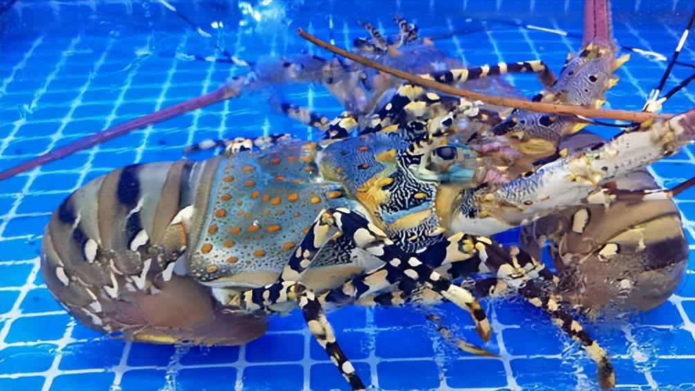 泊来鲜加盟靠谱吗,连锁鲜活海鲜品牌加盟