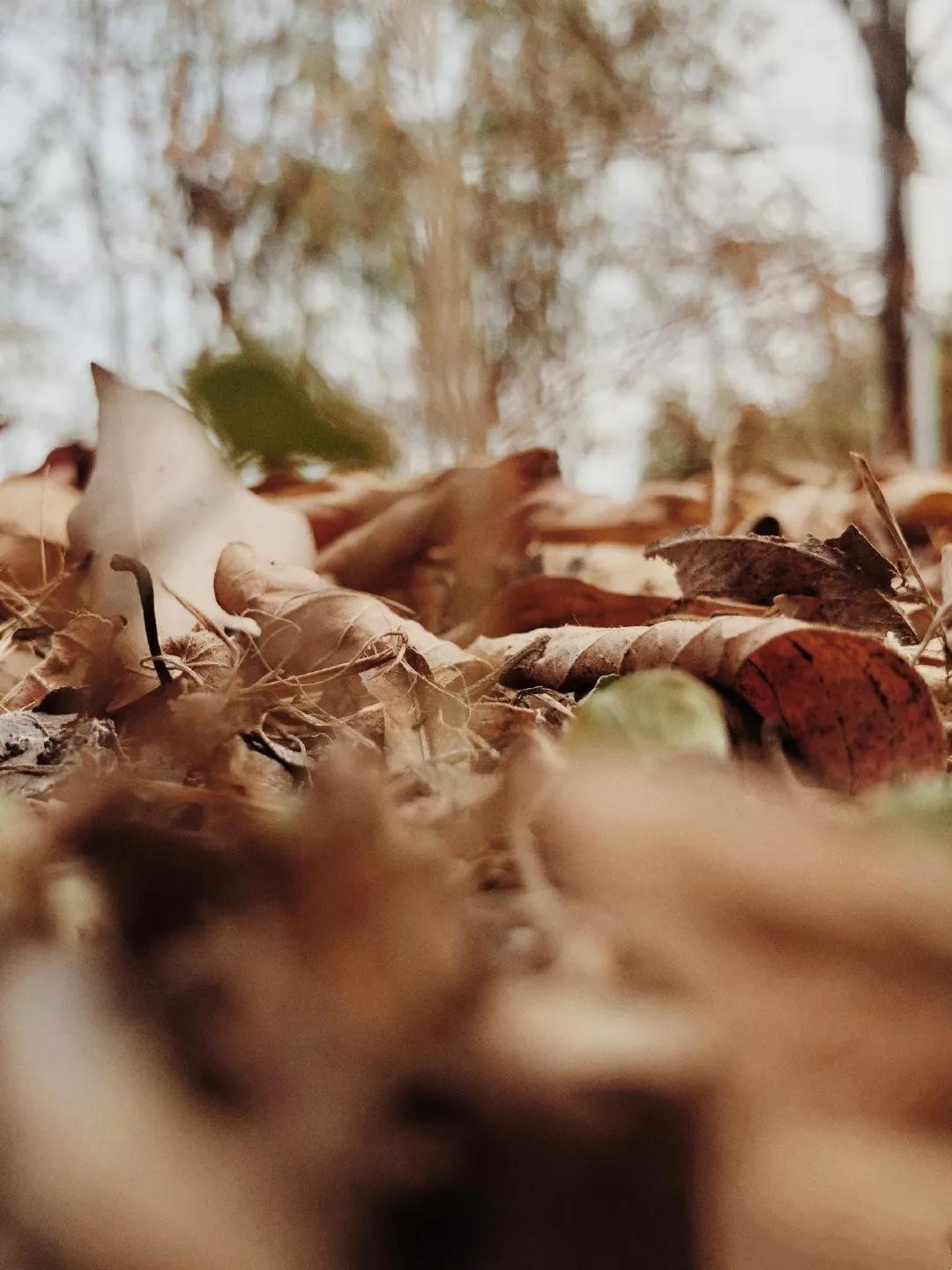 驼色外套内搭什么色彩打底,158梨形身材驼色大衣搭配高级感