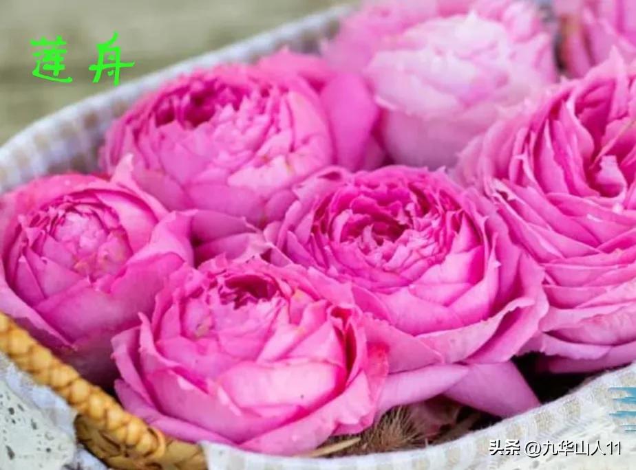 天狼无刺多头月季品种有哪些,天狼十大藤本月季排名