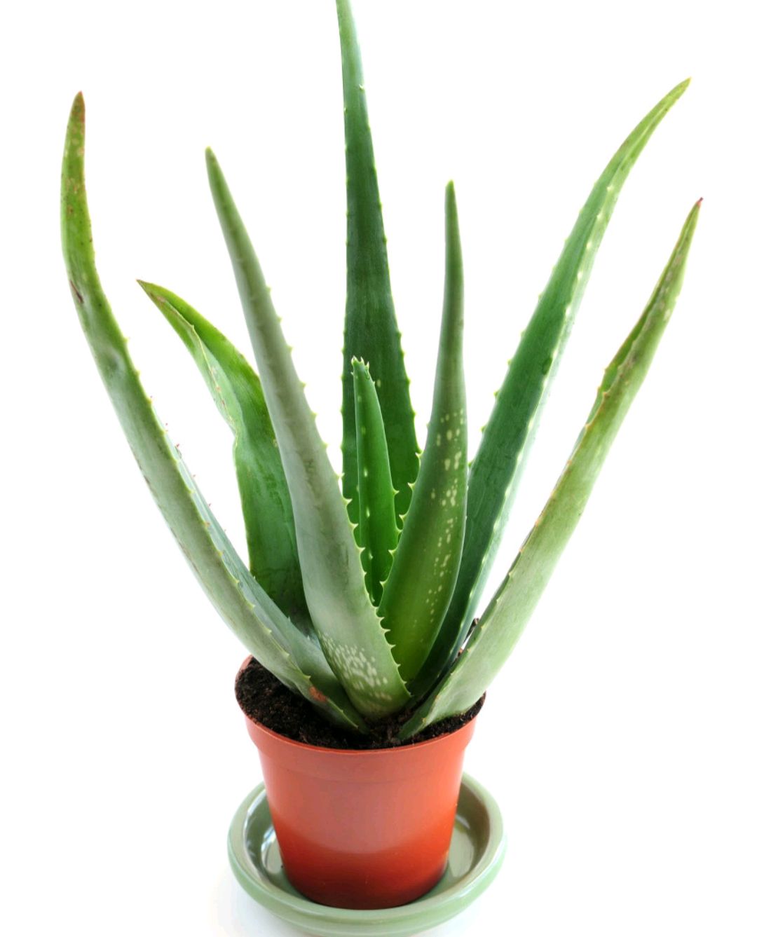 家居必备的几款高颜值中大型绿植,40款超治愈的家居绿植