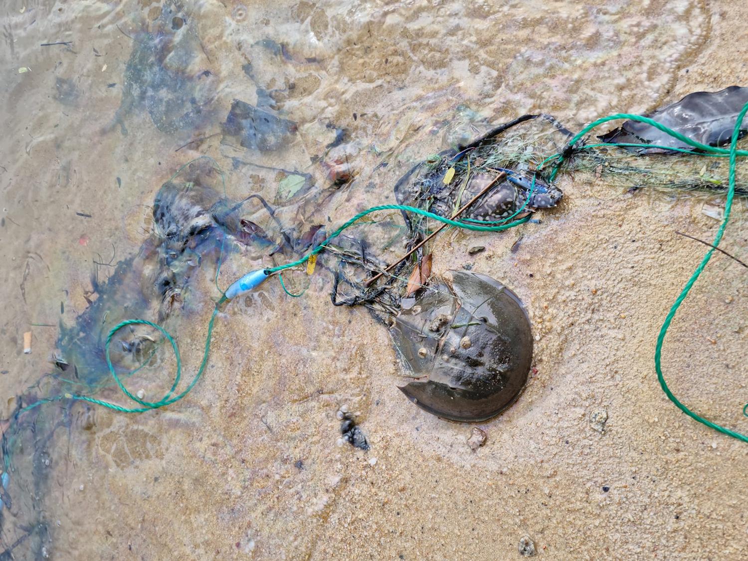 中华鲎的国家保护等级是多少,马蹄蟹是不是国家保护动物