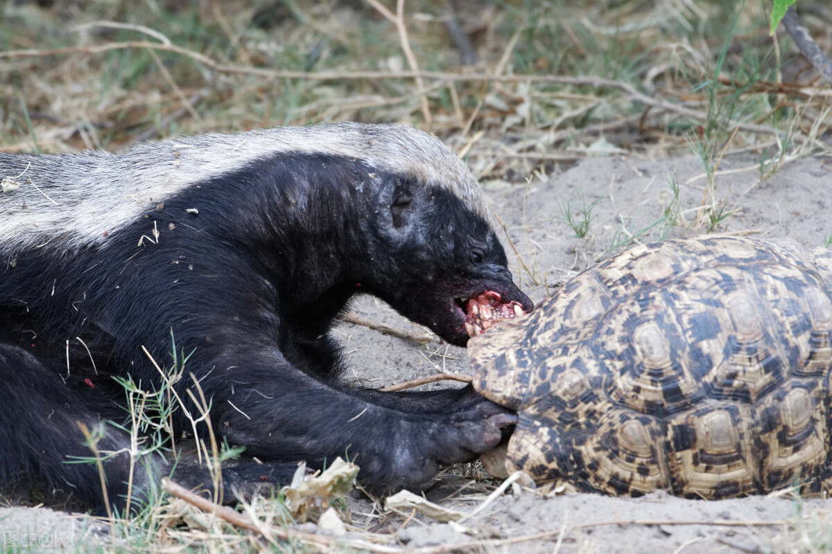 蜜獾实力不强,为何却能在非洲有一席之地?脾气暴躁或许成就了它