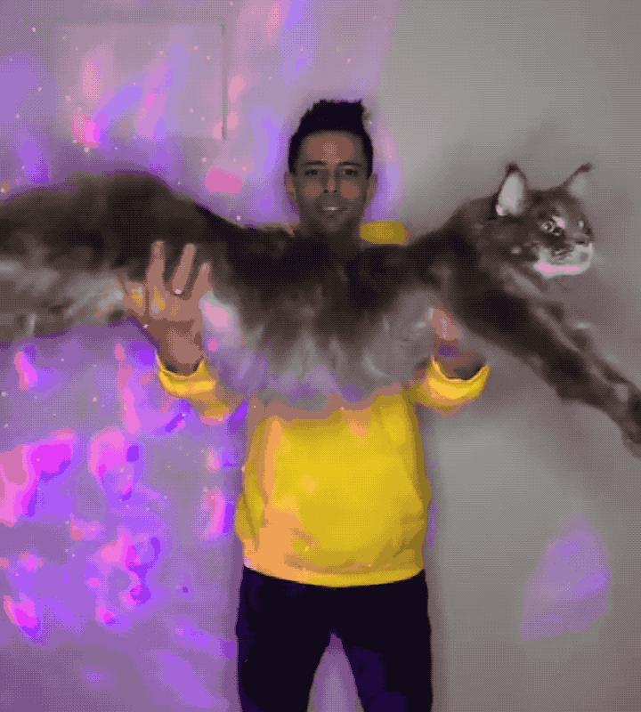 猫界最受欢迎的猫是什么猫,各种品种的猫哪种猫最好