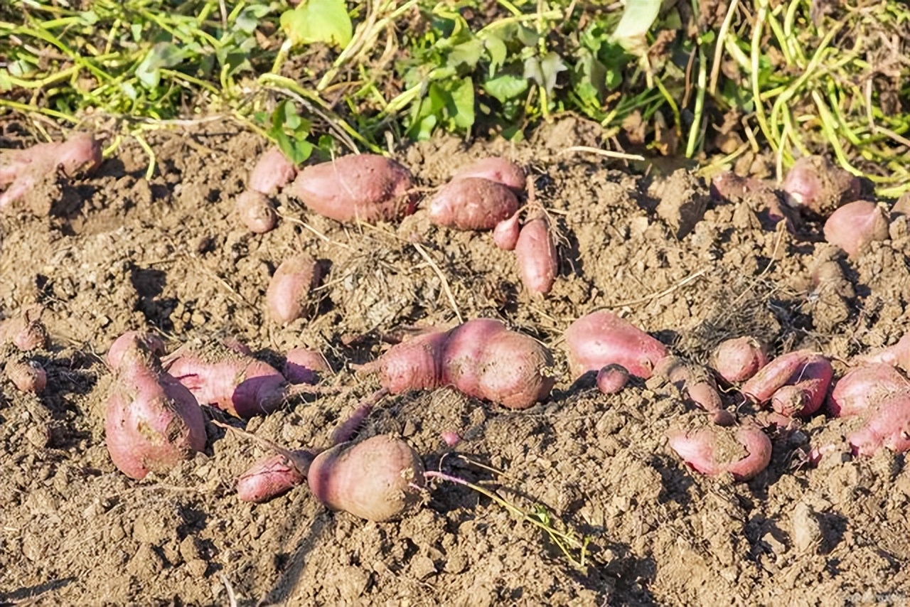 长期吃腐烂发霉的水果蔬菜的后果,发霉的水果食物对身体有多大危害