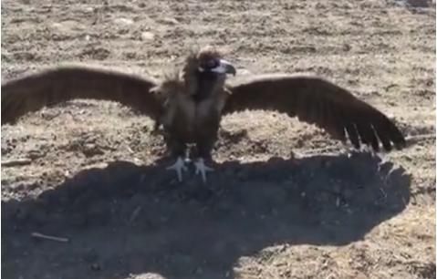 辽宁男子救助秃鹫,沈阳救助秃鹫