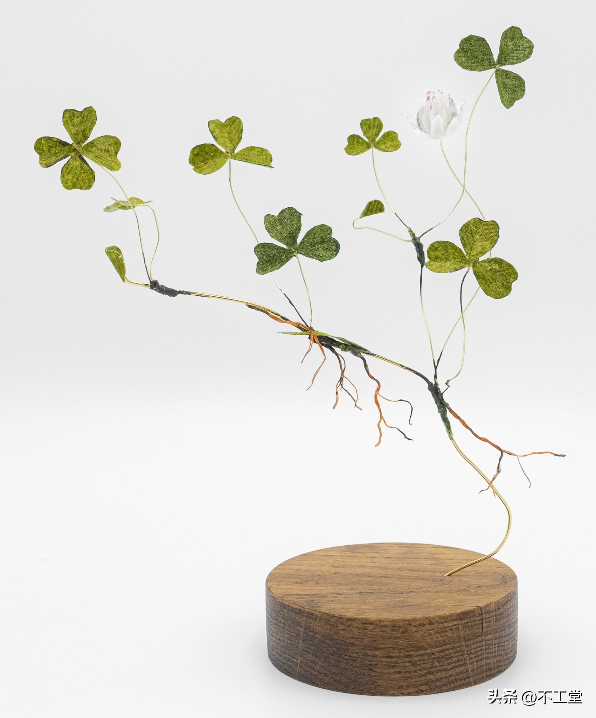 用植物标本做手工,手工压花康乃馨植物标本