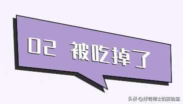 家里踩死的蟑螂，为啥一会儿就自动消失了？