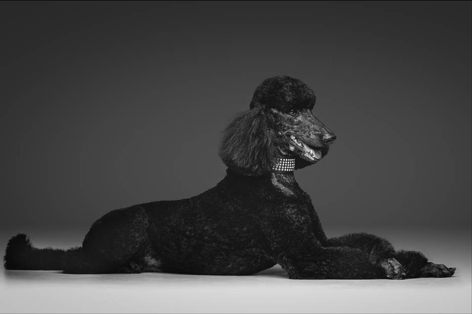 泰迪贵宾犬怎样区分,泰迪贵宾犬怎么区分