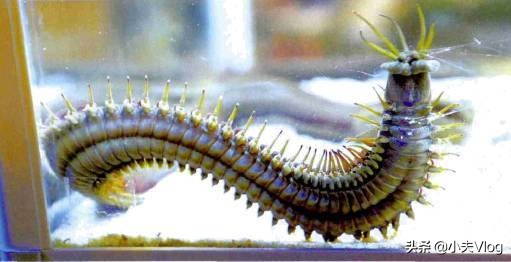 世界上最奇特的长毛的动物,世界上长得最多毛的动物