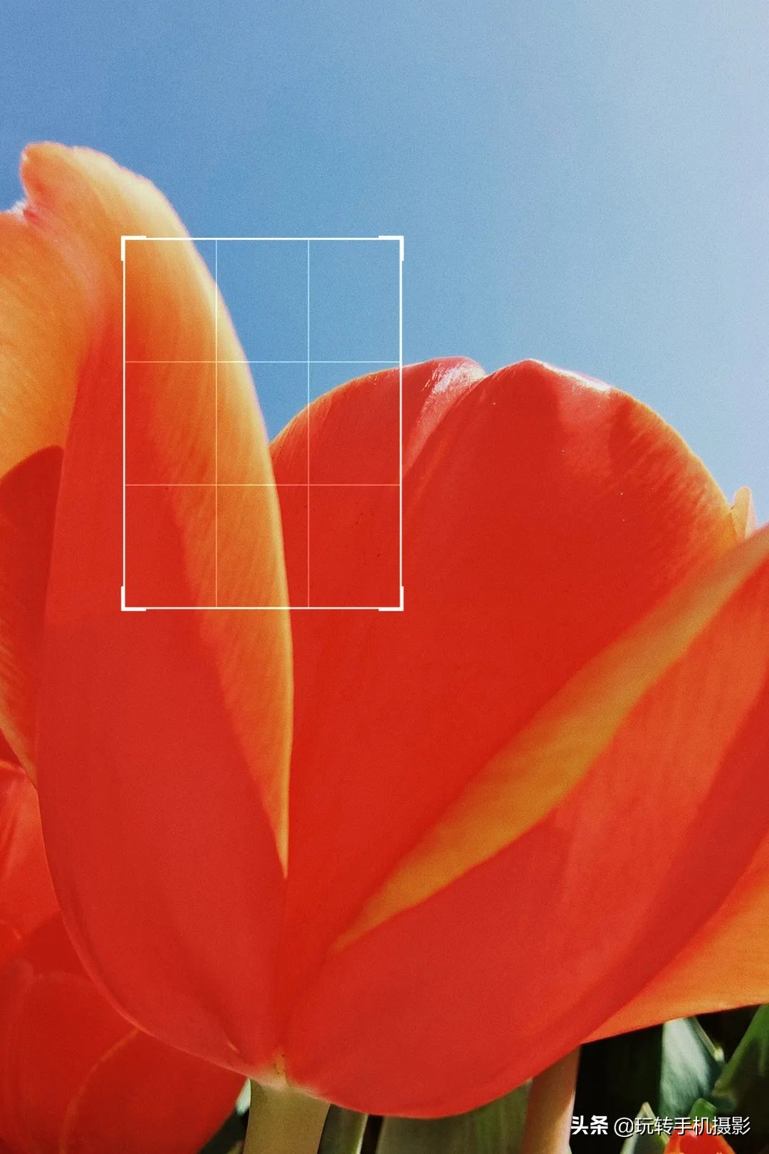 用什么可以拍出美丽花草的照片,6个技巧拍好花卉照片