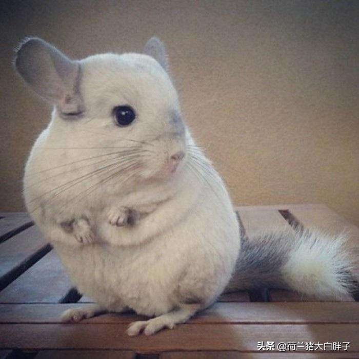 养龙猫的十大坏处,宠物龙猫好养么视频播放