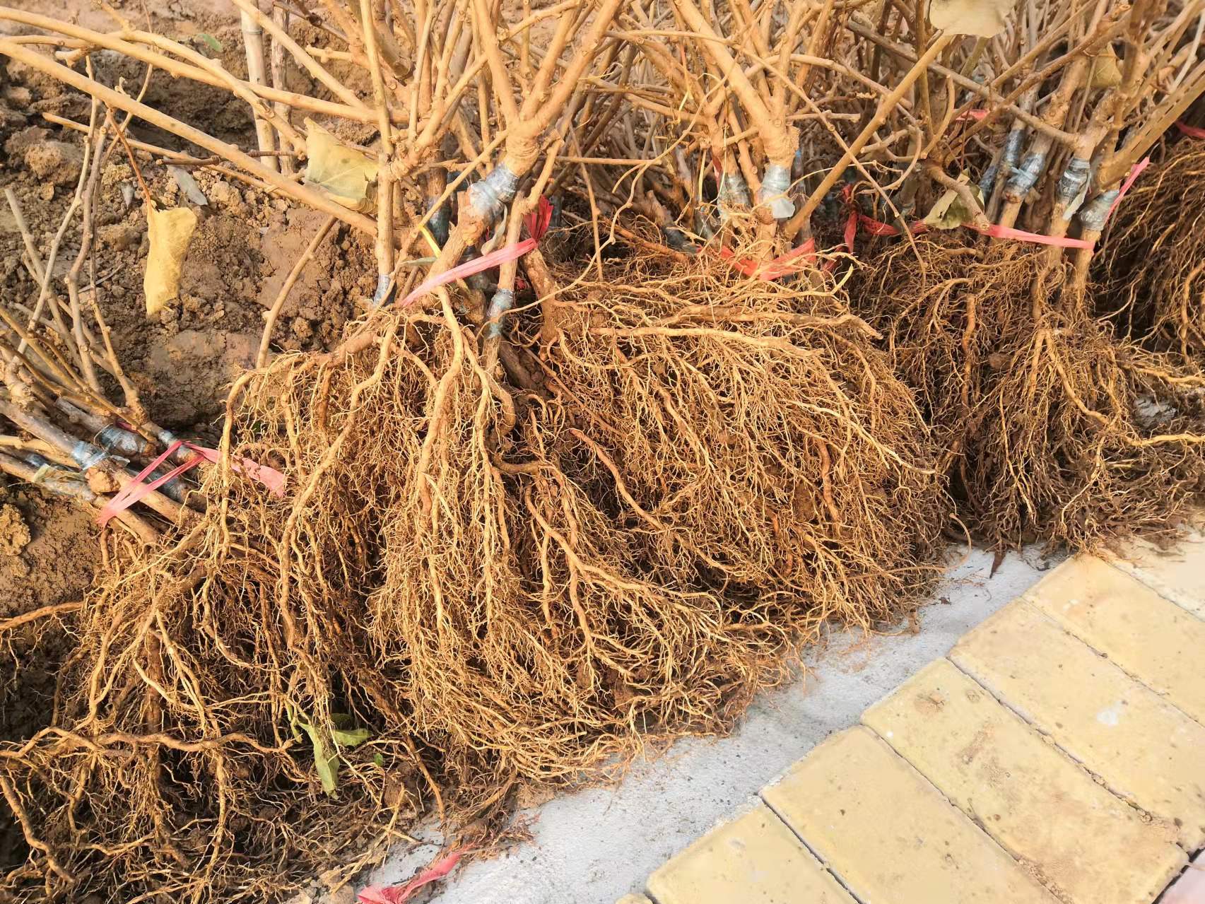 博山猕猴桃种植基地,猕猴桃产业现状及前景