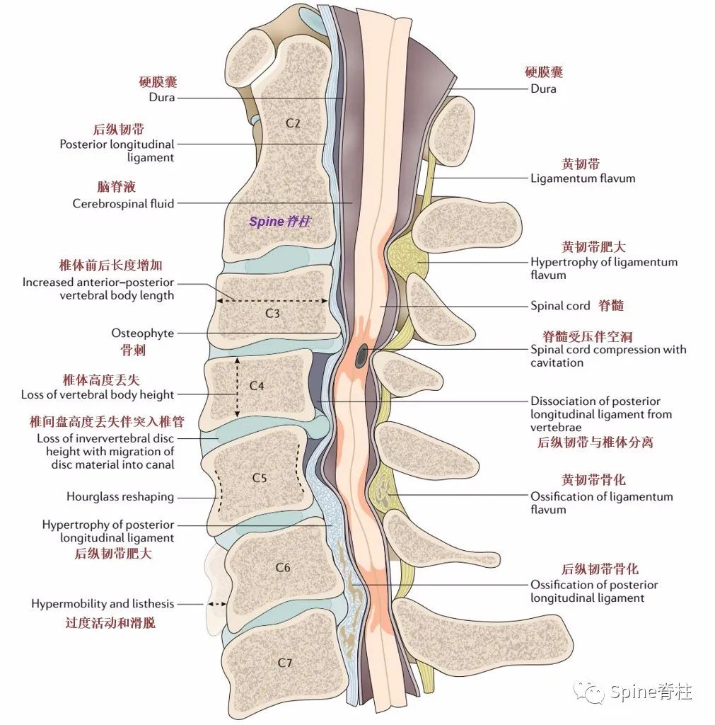 脊柱神经支配疼痛区域,脊柱神经支配的脏腑
