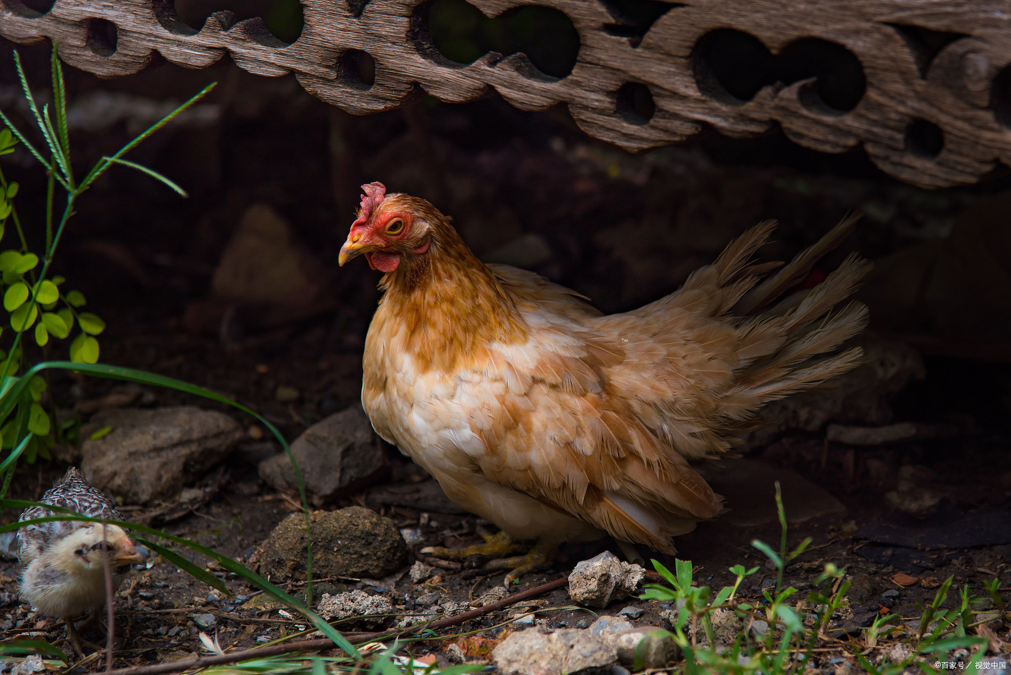 广西玉林特色食品,广西玉林特色扣肉